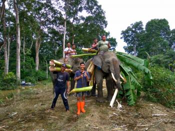 2 Gajah Terpaksa Mengungsi Akibat Banjir di Kampar